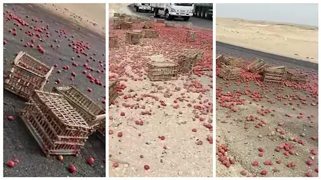 الطماطم على الأسفلت.. إصابة شخ...