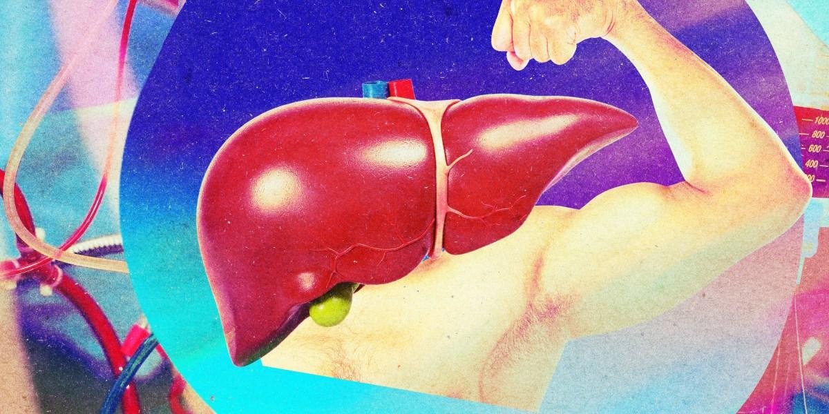 Donated livers can be made bio...