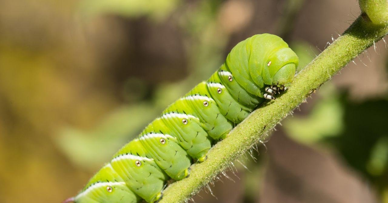 Scientists Put Caterpillars in...