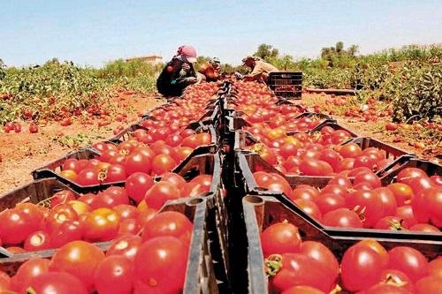 نقيب الفلاحين: الطماطم قد تتجا...