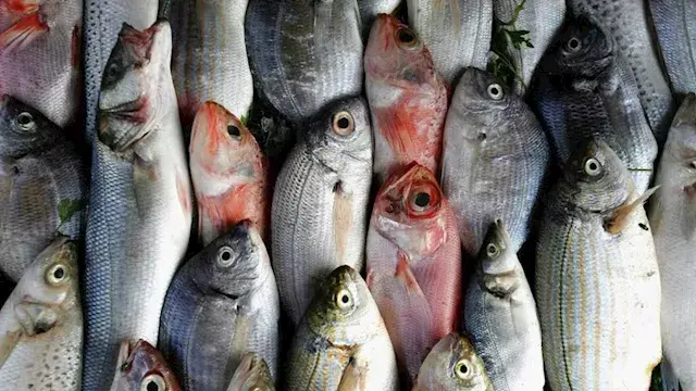 أسعار الأسماك في سوق العبور اليوم.. 77 جنيها لكيلو البلطي