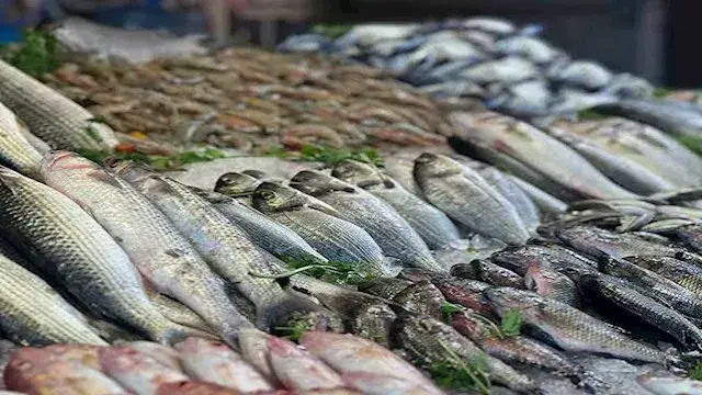 أسعار الأسماك في سوق العبور اليوم.. 75 جنيها لكيلو البلطي