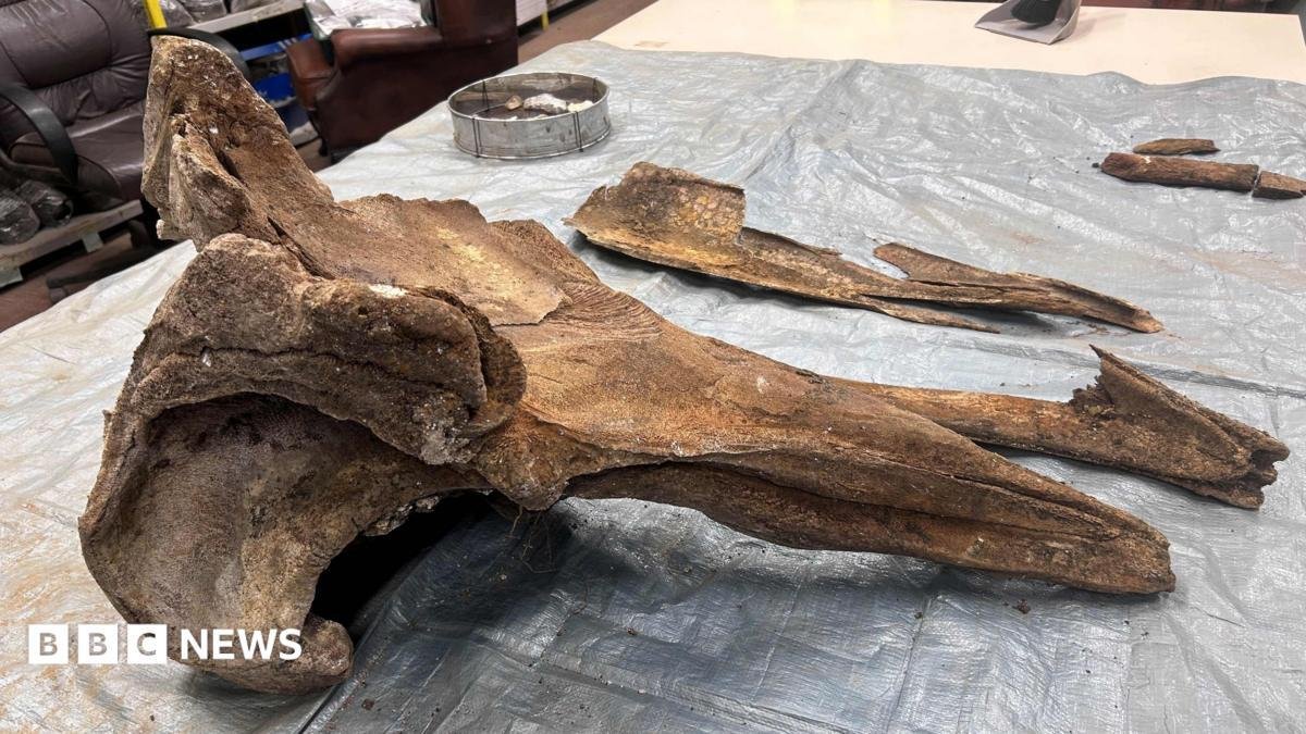 Is a whale fossil the leftover...
