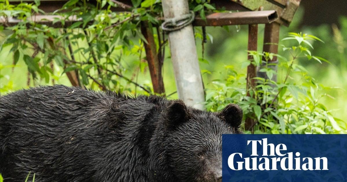 Japan killed 14,000 bears afte...