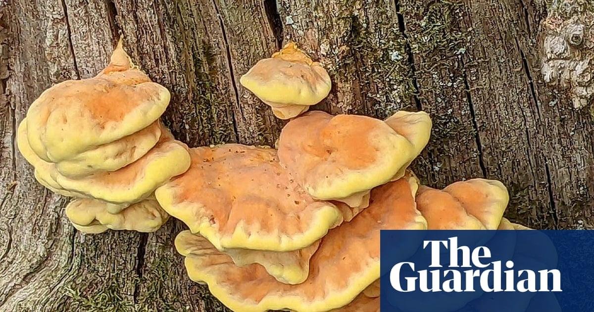 Country diary: While all else...