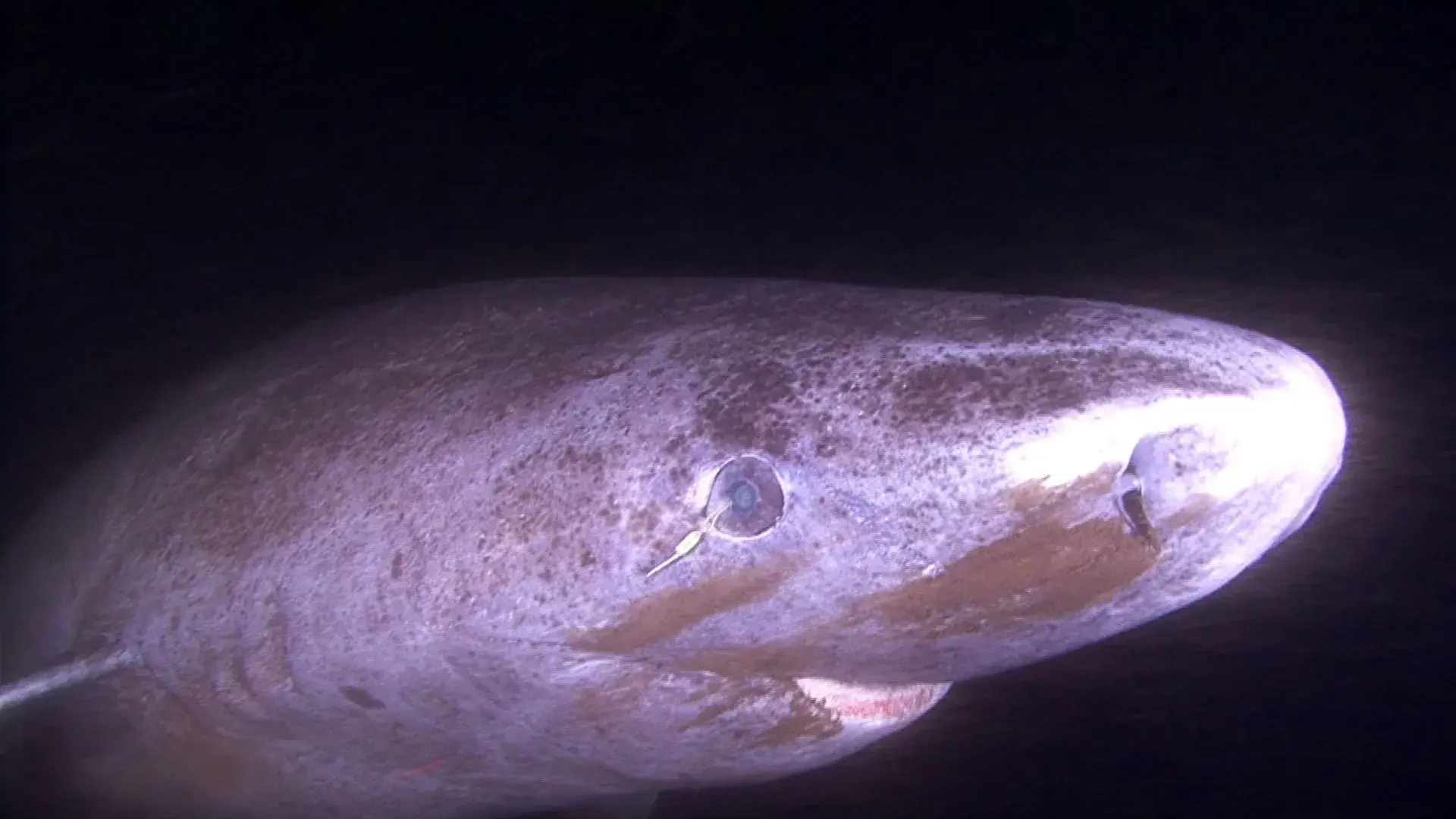 This shark can live 400 years....