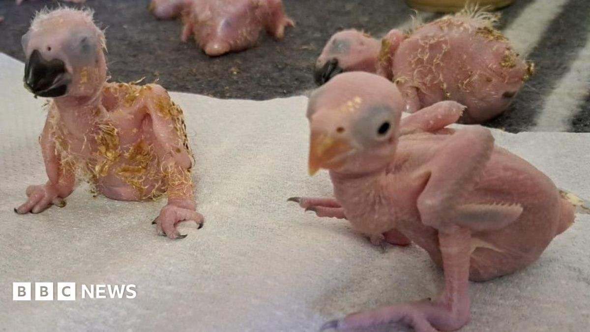 Parrot eggs hatch after suspec...