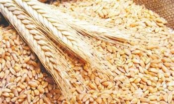 لتحقيق 62% اكتفاء ذاتي.. وزير الزراعة: خطة لزراعة 4.5 مليون فدان قمح بحلول 2030