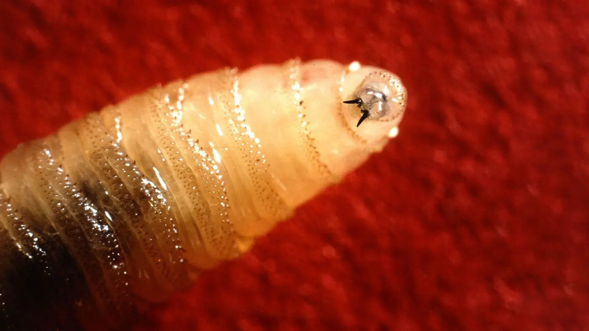 The U.S. Eradicated this flesh...