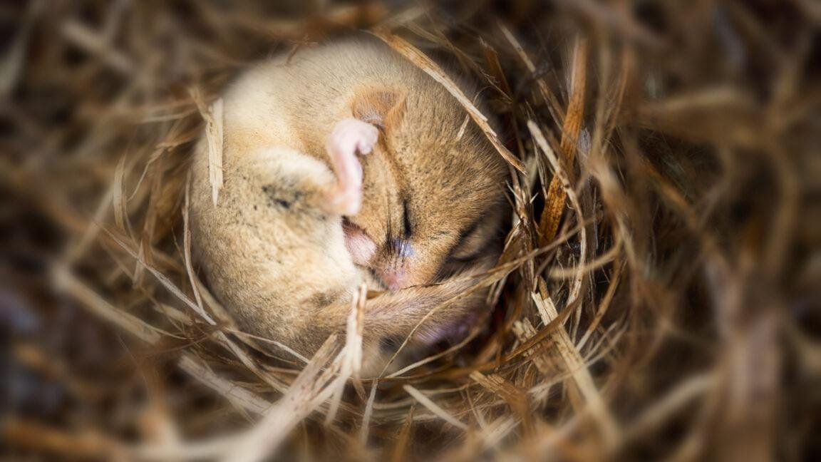 Putting mice into hibernation...