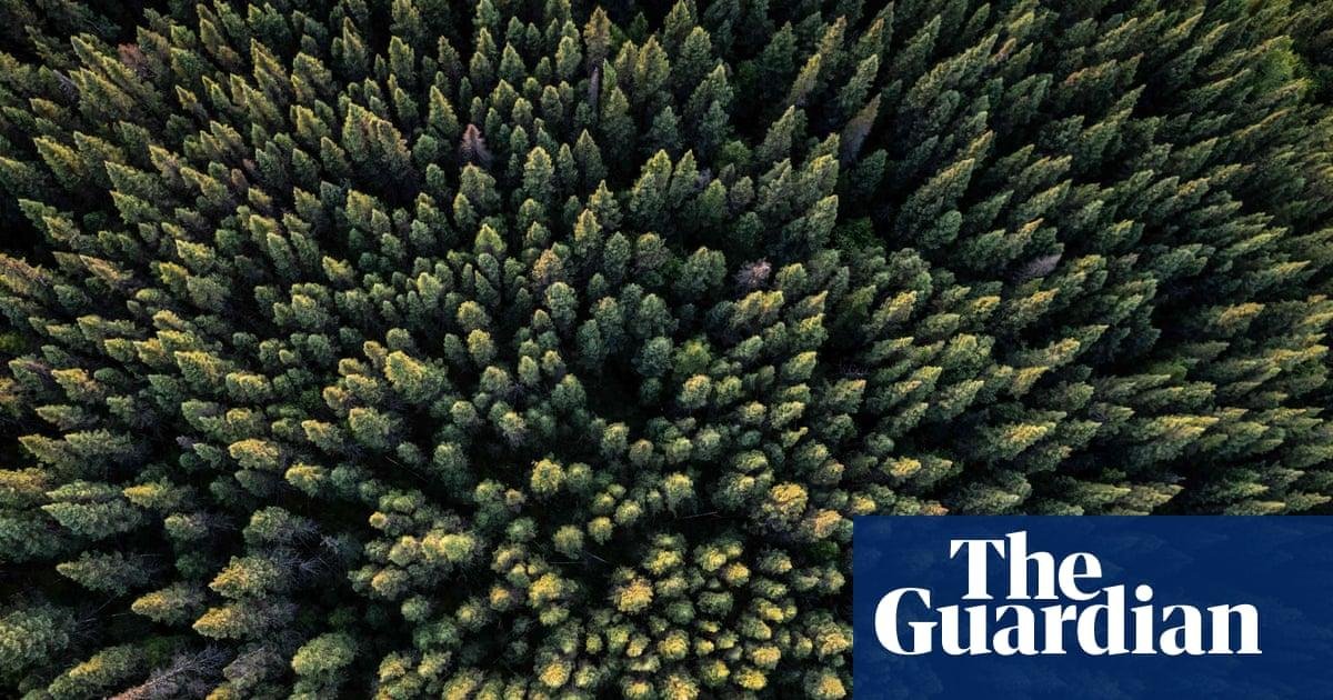Specieswatch: Deciduous trees...