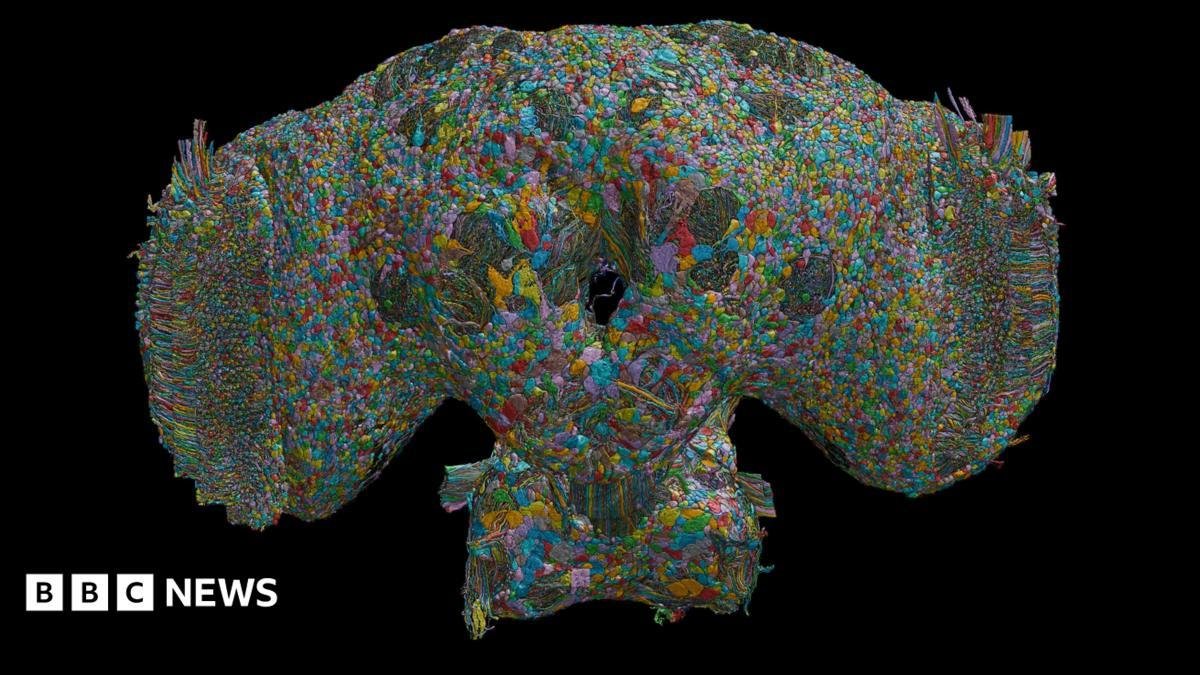 How the brain of a fly may hel...