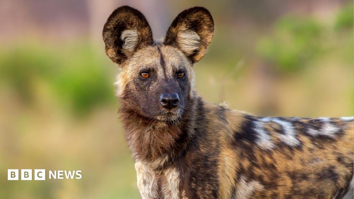 Wild dogs record 2,500-mile tr...