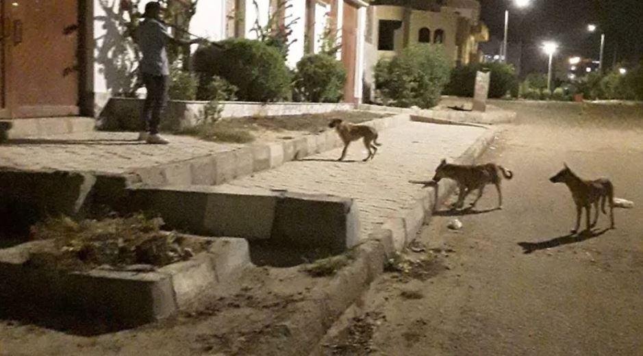 غدا.. هيئة الخدمات البيطرية تطلق حملة كبرى بالمحافظات لتحصين كلاب الشارع ضد السعار