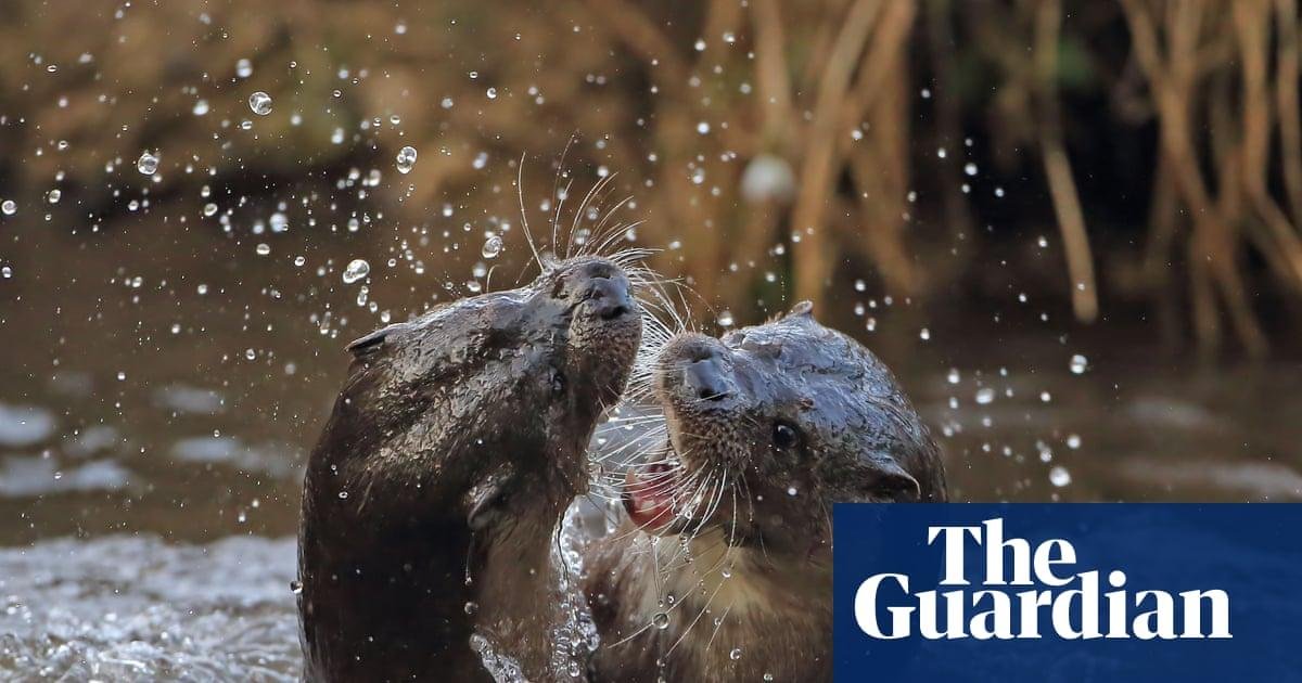 Country diary: The wild, rioto...
