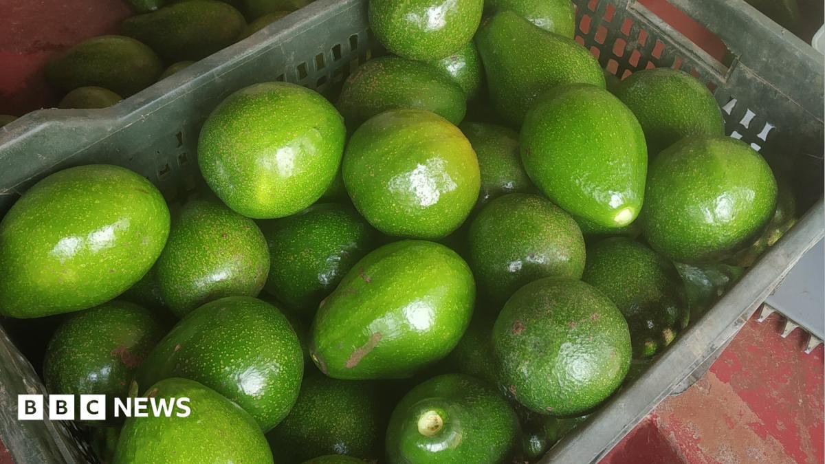 From 'dog fruit' to darling: I...