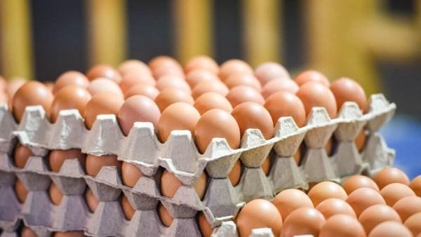 مفاجأة في أسعار البيض.. كم سجل سعر الكرتونة للمستهلك؟